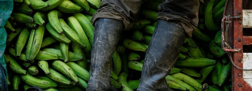 It's bananas! The historic ruling against Chiquita for financing paramilitaries in Colombia