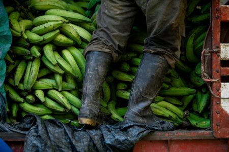 It's bananas! The historic ruling against Chiquita for financing paramilitaries in Colombia